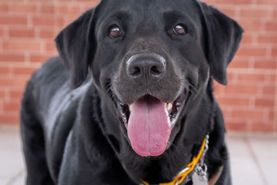 Close-up portrait of black dog