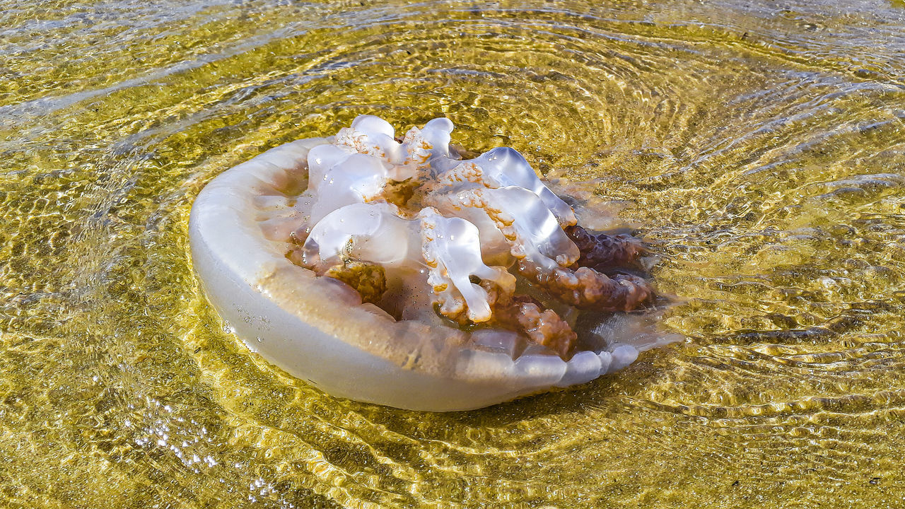 HIGH ANGLE VIEW OF SHELLS ON THE BEACH