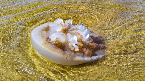 High angle view of shells on beach