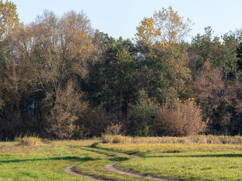 Scenic view of trees in forest against sky during autumn