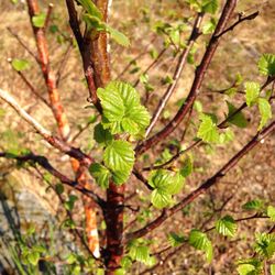 High angle view of leaves growing on plant