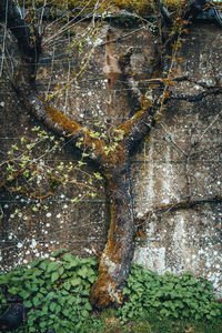 Close-up of lizard on tree