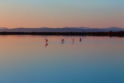 Flamingos on lake against sky during sunset