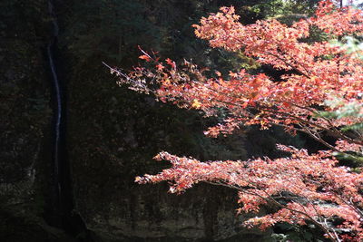 Close-up of cherry blossom tree during autumn