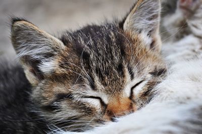 Close-up of a cat with closed eyes