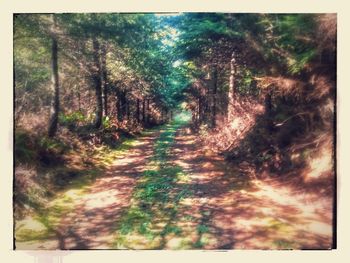 View of trees in forest