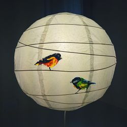 Close-up of bird perching