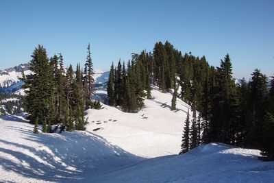 Trees on snowcapped mountain against clear sky