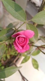 Close-up of pink rose blooming outdoors