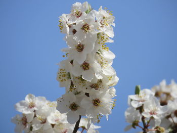 Low angle view of cherry blossoms against clear sky