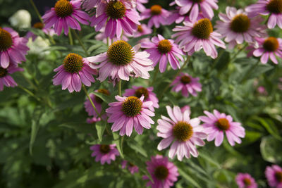 Close-up of purple flowering plants on field