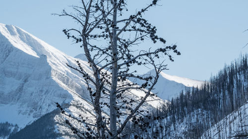 snow