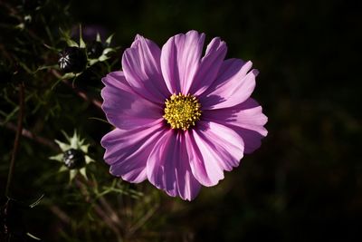 Close-up of pink cosmos flower