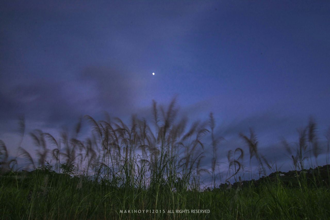 grass, tranquility, tranquil scene, beauty in nature, scenics, field, sky, nature, night, landscape, growth, idyllic, blue, dusk, moon, outdoors, bare tree, plant, tree, non-urban scene