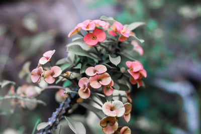 Close-up of pink flowering plant