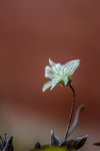 Close-up of white flower