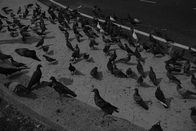 High angle view of birds on beach