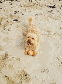 High angle view of dog running on sand