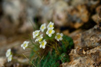 Close-up of white flowering plant on field