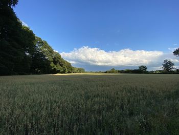 Scenic view of field against sky