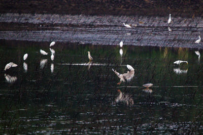 Birds flying over the lake