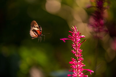 Close-up of butterfly pollinating on purple flower