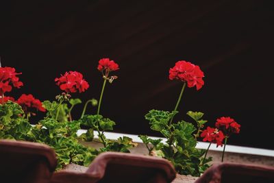 Close-up of red flowering plant in pot