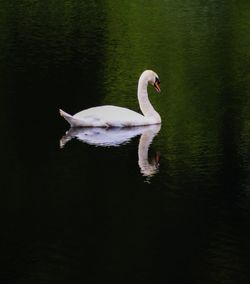 Swan swimming in lake