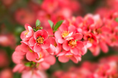 Close-up of pink flowering plant