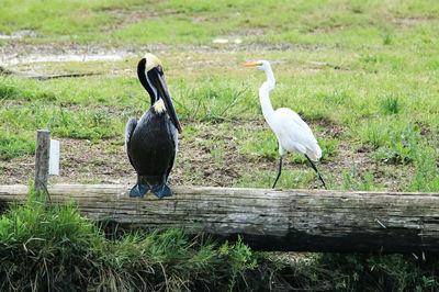 Bird perching on grass