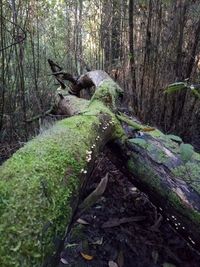 Moss growing on tree trunk in forest