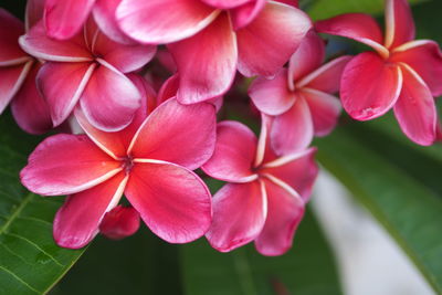 Close-up of pink flowering plant