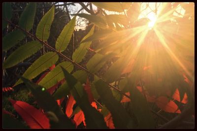 Sun shining through trees