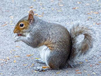 Close-up of squirrel eating