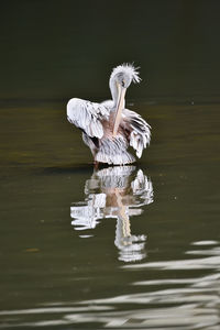 Potrait of white pelican