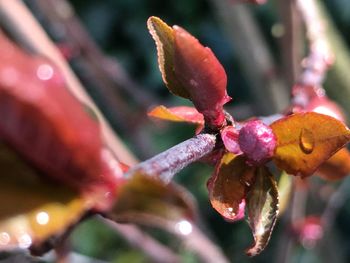 Close-up of pink flower