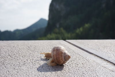 Close-up of snail on land