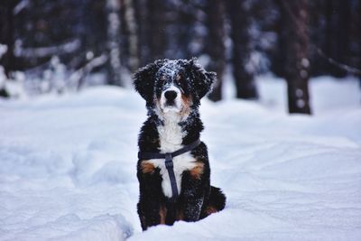 Bernese mountain dog in winter forest in ukraine