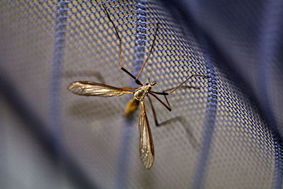 Close-up of dragonfly