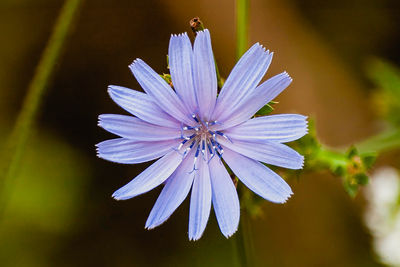 Close-up of purple flowering plant