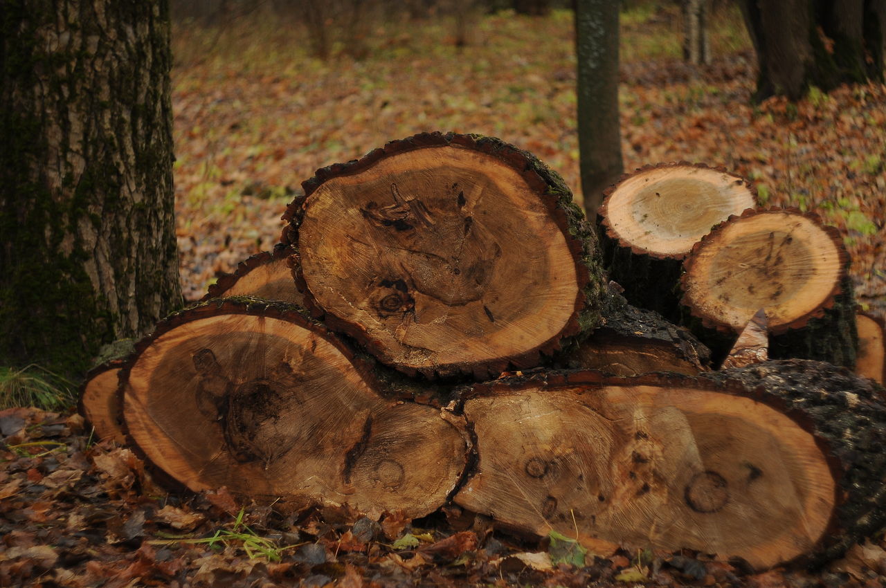 log, deforestation, timber, forest, stack, tree trunk, no people, outdoors, field, day, tree, nature, woodpile, close-up, forestry industry