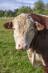 Portrait at a beef cattle on a meadow