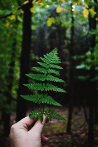 Cropped hand holding plant