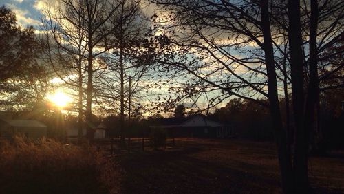 Bare trees at sunset