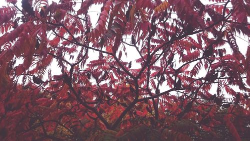 Low angle view of trees