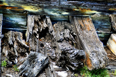 Close-up of log in forest