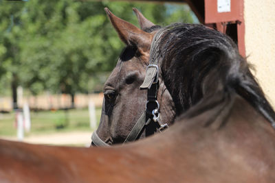 Close-up of a horse