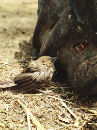 Close-up of bird perching on a field