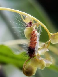 Close-up of insect on yellow flower