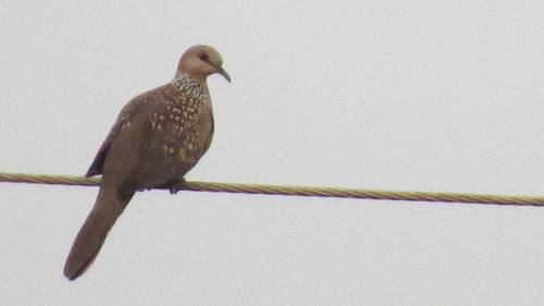 Bird perching on wall